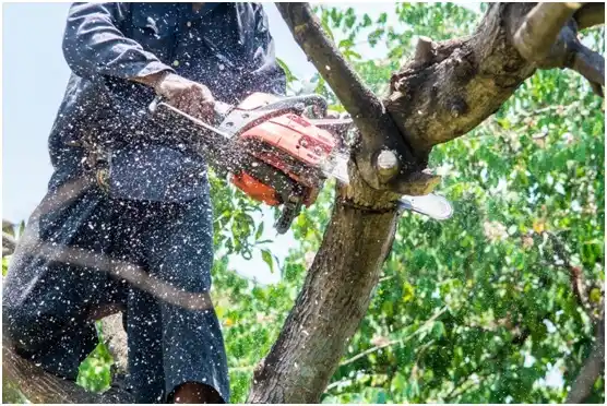 tree services Rutland